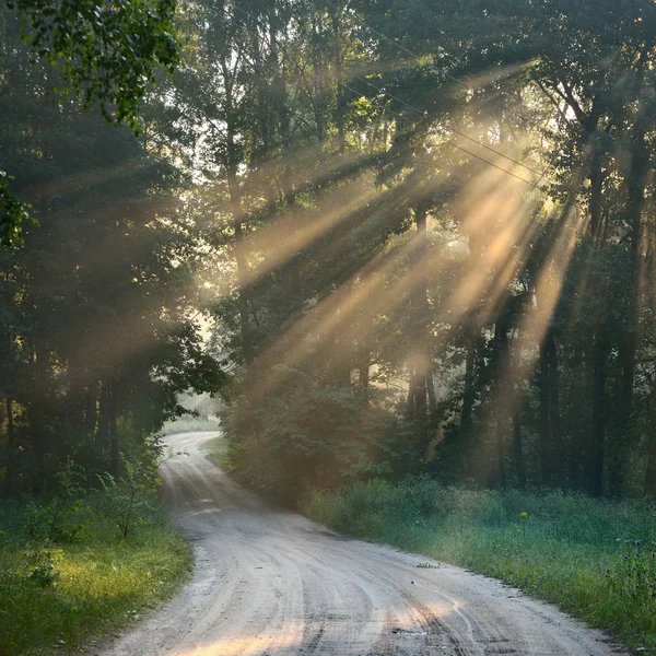 Strada e raggi di sole in una forte nebbia nella foresta — Foto Stock