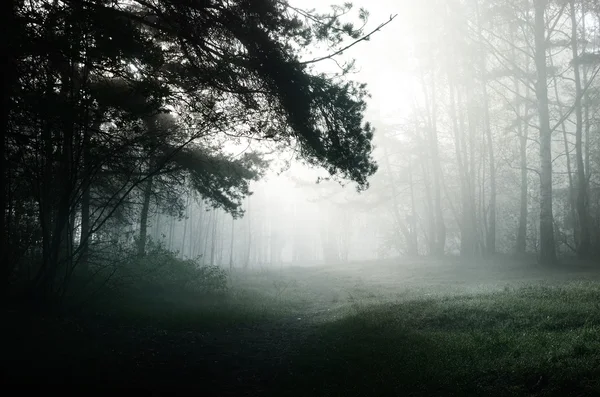 Köd az erdőben — Stock Fotó