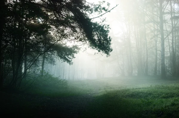 Fog in the forest — Stock Photo, Image
