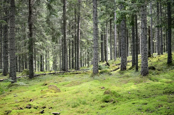 Dark pine forest scene — Stock Photo, Image