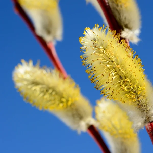 Blooming willow twig close-up against blue sky — Stock Photo, Image