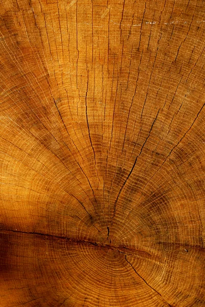 Cutted tree texture — Stock Photo, Image