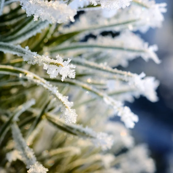 Çam ağacı hoar-frost ile kaplı — Stok fotoğraf