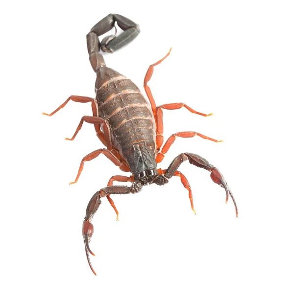 Scorpion Centruroides gracilis isolated on white — Stock Photo, Image