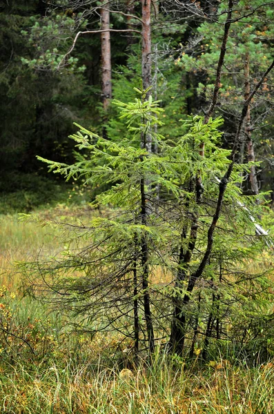 Dunkler Kiefernwald — Stockfoto