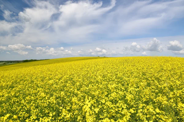 Желтое рапсовое поле Латвии — стоковое фото