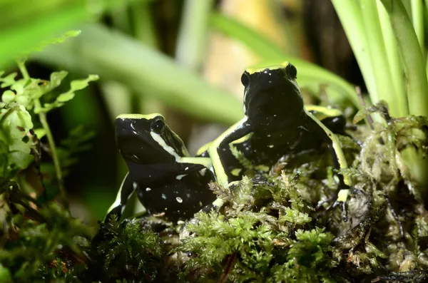 Δύο πράσινο βατράχια σε terrarium — Φωτογραφία Αρχείου