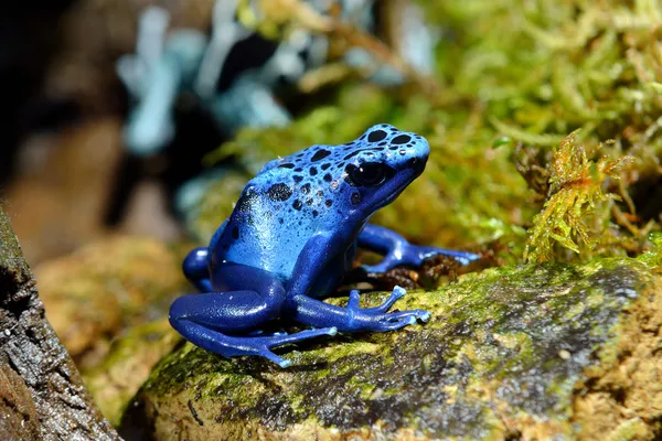 Kikker in terrarium — Stockfoto