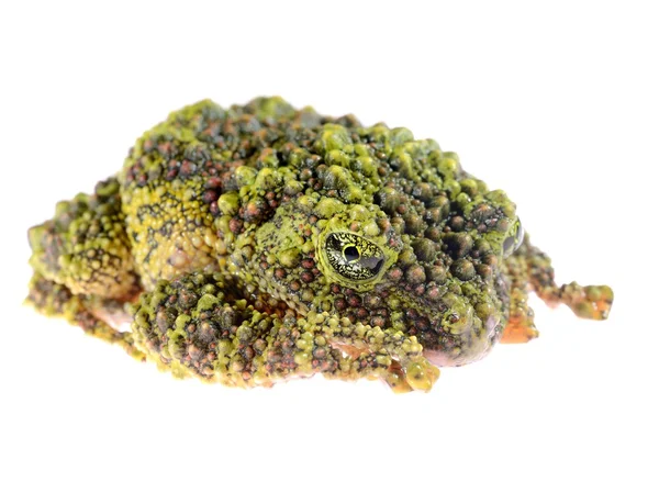 Corticale theloderma omszony żaba na białym tle — Zdjęcie stockowe