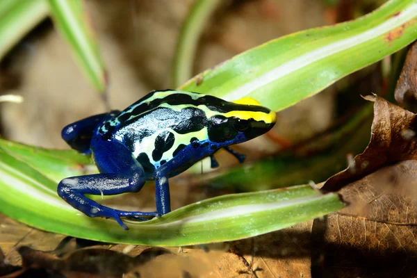 Kleurrijke blauwe kikker dendrobates tinctorius — Stockfoto