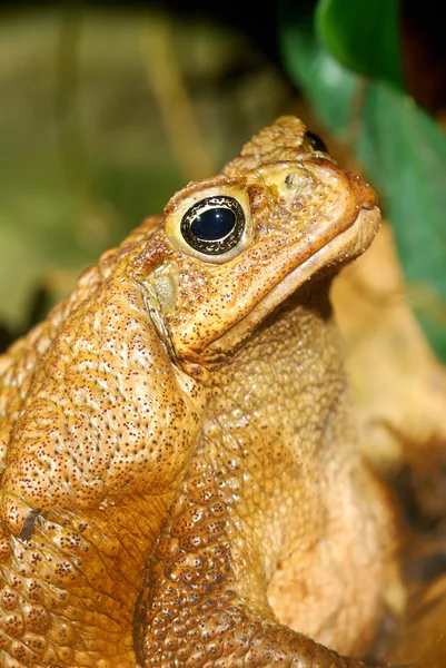 Große tropische Kröte aus nächster Nähe — Stockfoto