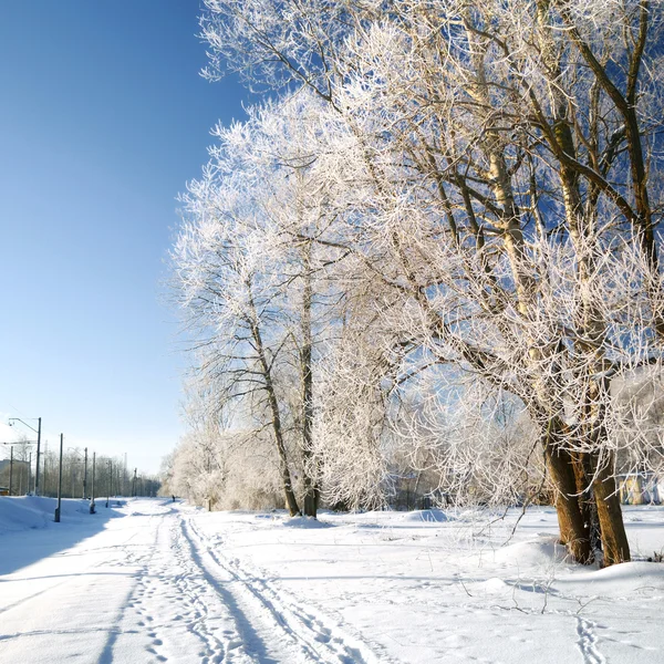 Frost on tree near the road and railway — Stock Photo, Image