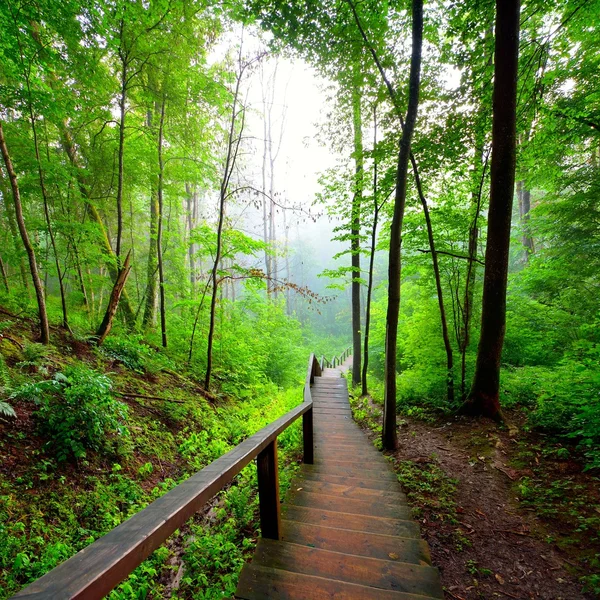 Escadaria na floresta desaparecendo no nevoeiro — Fotografia de Stock