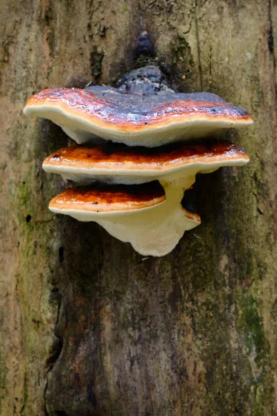 Armillaria setas en un tocón de árbol en el bosque — Foto de Stock