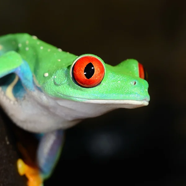 Rana árbol de ojos rojos Agalychnis callidryas — Foto de Stock