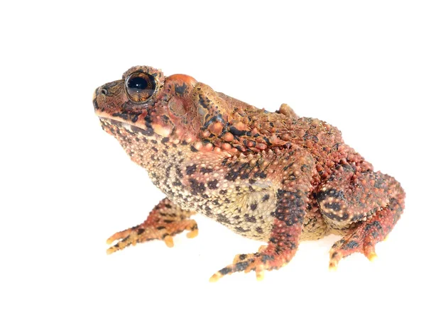 Sapo-de-cabeça-pedregosa Ingerophrynus galeatus isolado sobre branco — Fotografia de Stock