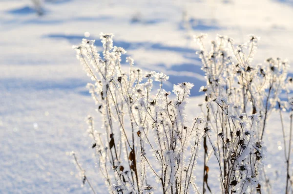 Hoar-helada en las plantas en invierno — Foto de Stock