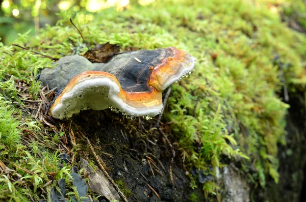 Cogumelos na floresta — Fotografia de Stock