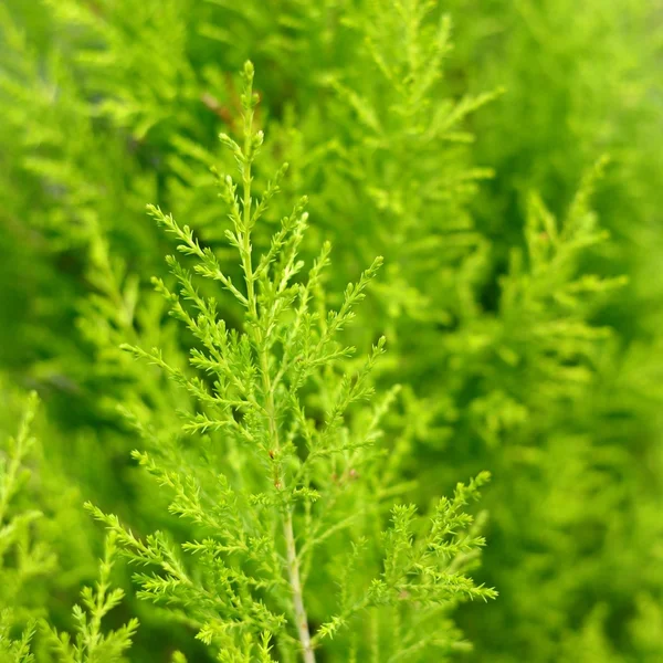 Groene jeneverbes close-up — Stockfoto