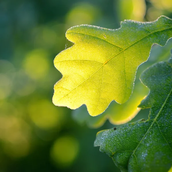 Oak green young leaves close-up — Stock Photo, Image