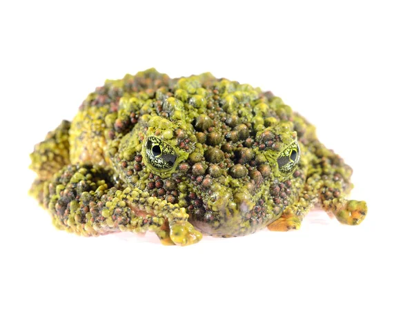 Der moosige Frosch theloderma corticale isoliert auf weiß — Stockfoto