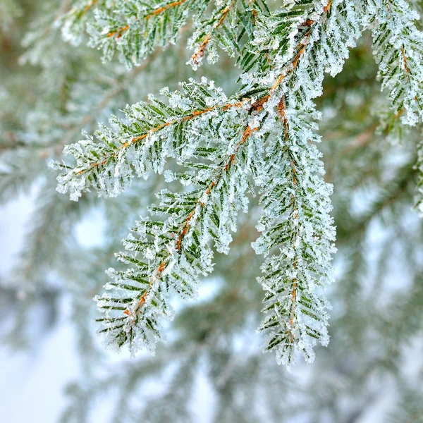 Pine tree covered with frost close-up — Stock Photo, Image