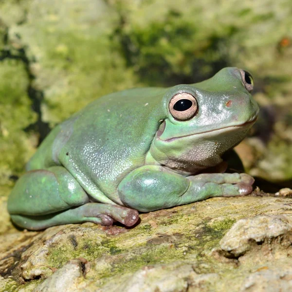 Colorful frog in terrarium — Stock Photo, Image