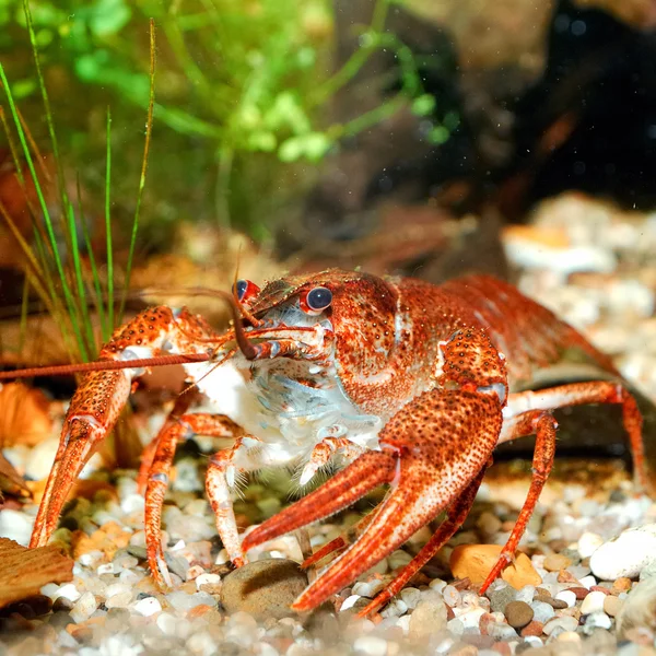 Narrow-clawed crayfish Astacus leptodactylus in nature — Stock Photo, Image