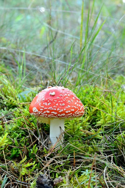 Cogumelo agárico. toadstool na floresta — Fotografia de Stock