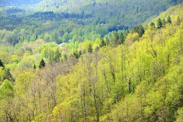 Areal view on Gauja river valley in spring in Sigulda, Latvia — Stock Photo, Image