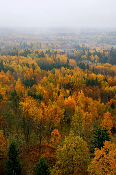 Colinas del bosque cubiertas de niebla en otoño —  Fotos de Stock