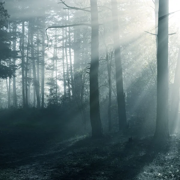 Fog in the forest — Stock Photo, Image