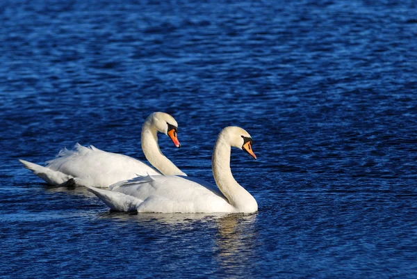 Un paio di cigni nell'acqua blu del lago — Foto Stock