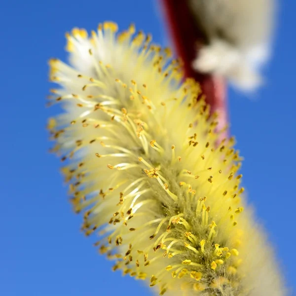 青い空を背景咲くヤナギ枝のクローズ アップ — ストック写真