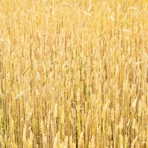 밀밭을 클로즈업 — 스톡 사진