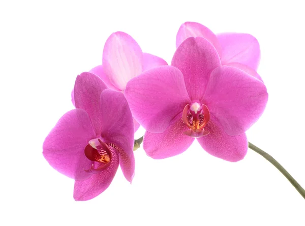Темно-розовый цветок орхидеи крупным планом изолирован на белом — стоковое фото
