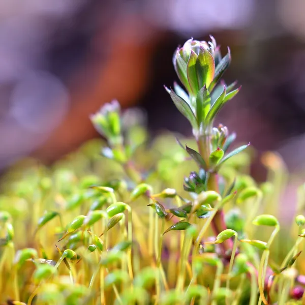 Close-up van een kleurrijke moss met sporen — Stockfoto