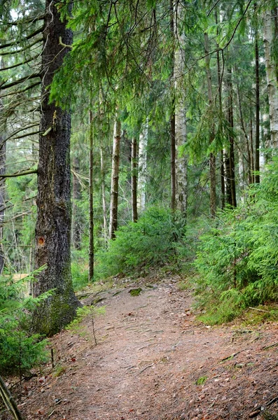 Donker dennenbos — Stockfoto