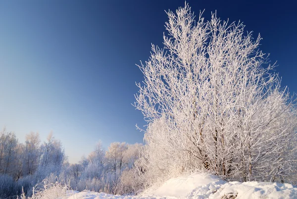 Snow on tree — Stock Photo, Image