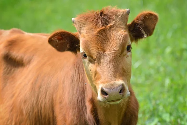 Calf portrait at the green filed — Stock Photo, Image