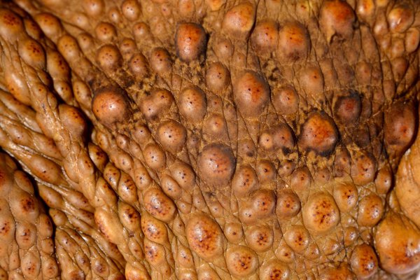 Крупный план кожи жабы-трости (гигантской морской жабы)
