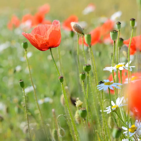 A poppy field close-up — Stock Photo, Image