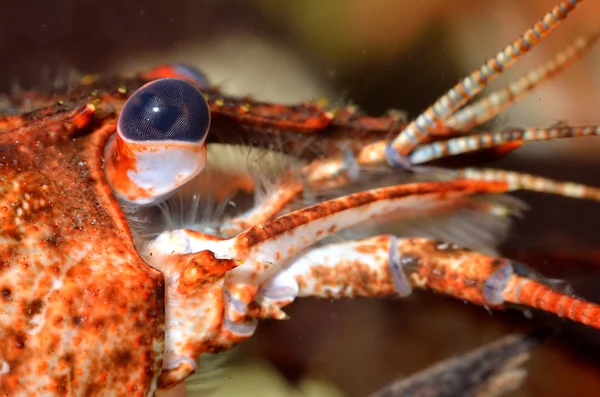 Engkrallenkrebse astacus leptodactylus aus nächster Nähe. rote Farbe morph — Stockfoto