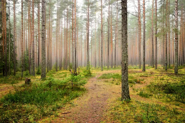 Темний сосновий ліс сцена — стокове фото