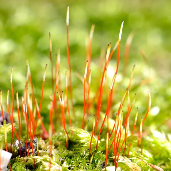 Primo piano di un muschio colorato con spore — Foto Stock