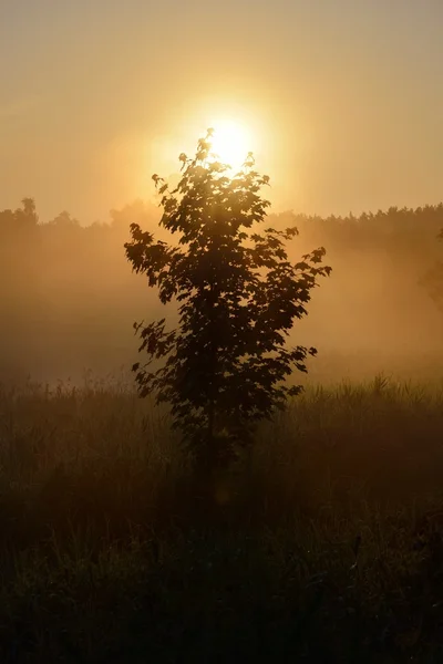 Sun and morning fog above the field in countryside area — Stock Photo, Image