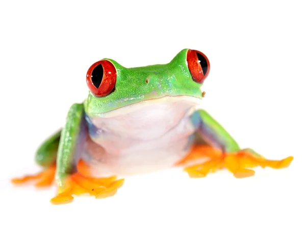 Rana árbol de ojos rojos Agalychnis callidryas aislado en blanco — Foto de Stock