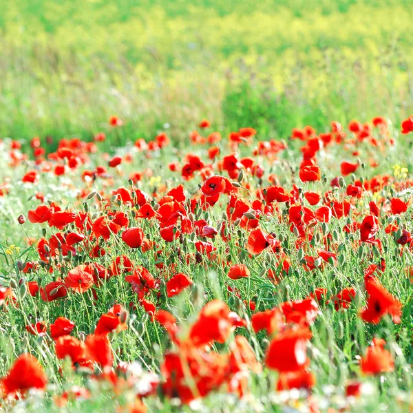 Ein Mohnfeld in Lettland — Stockfoto