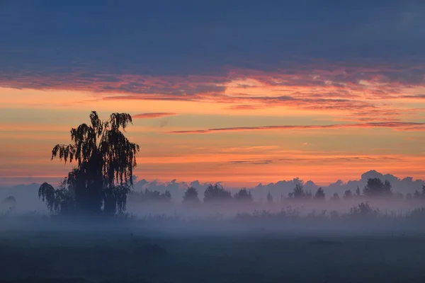 Alba colorata al campo con nebbia mattutina — Foto Stock