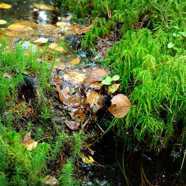 Gros plan sur le terrain forestier — Photo